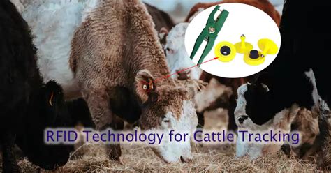 rfid chip for cattle|rfid cattle tracking.